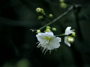 ����÷����Щ��Ч ����÷��÷����