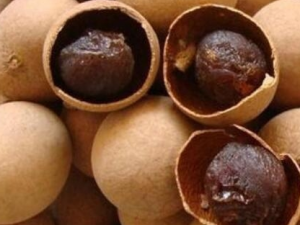 ���۲����߳�ʲô�� ���۲����ߵ���ʳ����