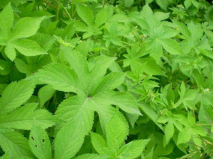 �ɲ�����Щ��Ч �ɲ���С�����