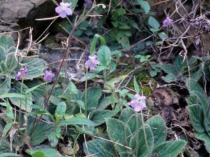 �����ë�Ĺ�Ч���� �����ë���ô�