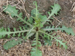 ¿�����������Щ��Ч ¿�������������������