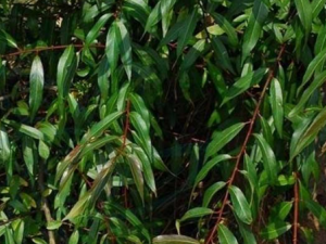 ����Ƥ����Щ��Ч ����Ƥ�λ������