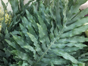 ����������Щ��Ч ����������������