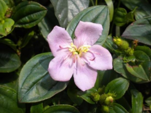 ������Ĺ�Ч ��������������Ѫ