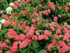 ����������Щ��Ч ���������¾�����