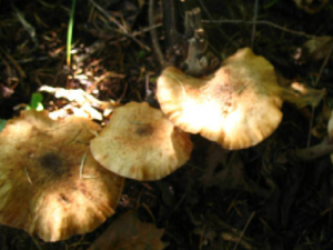 ��������Щ��Ч �������ж���