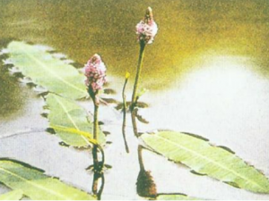 ����ޤ����Щ��Ч ����ޤ������ʪ������