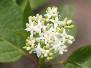 ���ľ����Щ��Ч ���ľ��������Ѫ��Ѫ