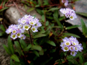 ޤ�Ӳ�����Щ��Ч ޤ�Ӳ��������