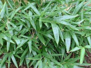 Ҷ�������Щ��Ч Ҷ����λ���ʹ