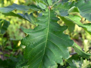 �ɶ���Ƥ�Ĺ�Ч �ɶ���Ƥ�ξ���