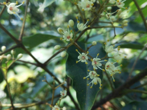 �Ҷ����Щ��Ч �Ҷֹʹɱ��������