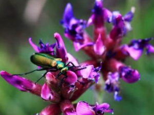 ���μ�������Щ��Ч ���μ���������