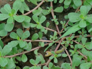 �ϻ�����������ô����ȥ�� Ƥ���������𳤶���δ���