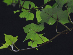 ��Ҷ����Щ��Ч ��Ҷ��С��ͷ������ǿ����