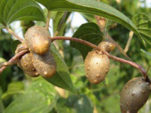 ����������Щ��Ч �������β������