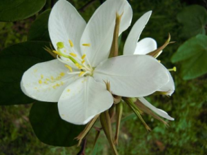 �ϰ׻��Ĺ�Ч���� �ϰ׻��θ���