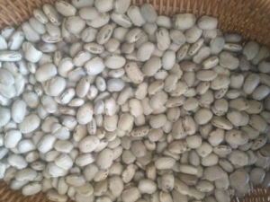 �趹����Щ��Ч �趹����������