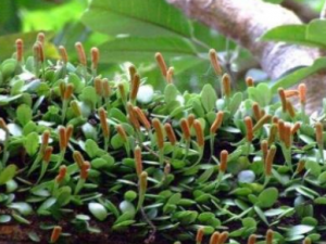 �������Ĺ�Ч���� ������ɱ��ⶾ��Ѣ񮴯��