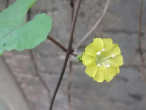 ����������Щ��Ч ��������˫�����֢