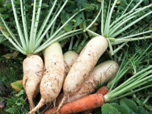 ���ϻ��߲˶�����Щ С���Ƽ�һЩ�߲�