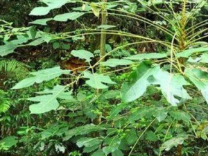 ����ͨ�Ĺ�Ч���� ����ͨ������ֹʹ����ʪ