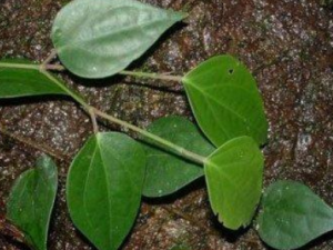 ��Ҷ�X����Щ���� ��Ҷ�X����������