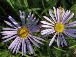 С����˲���֢״ С����˲�������ƫ��