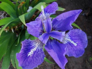 �����������Щ��Ч ����������ʺ���ʹ