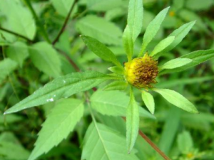 �ǰѲݵĹ�Ч���� �ǰѲ����ʺ���ʹ