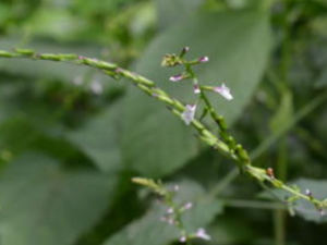 ��������������Щ��Ч �����������δ�������