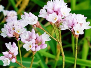 ��������Щ��Ч ������С��̥��