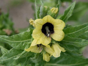 ݹ��Ҷ�Ĺ�Ч ݹ��Ҷ�����˿���