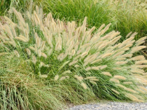 ��β������Щ��Ч ��β����ĿɢѪ����Ŀ��ʹ