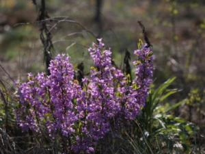 ��Чɢ�Ĺ�Ч ��Чɢ����С����׳����