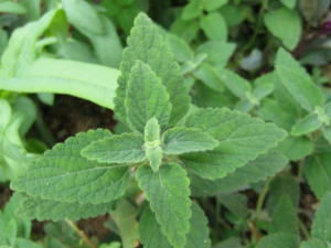 ��������Щ��Ч �����θ�ð���ȿ���