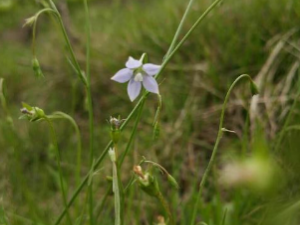 �����εĹ�Ч �������β���ʧѪ����