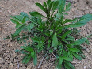 ��Ҷ���в˵Ĺ�Ч ��Ҷ���в��ξ�������