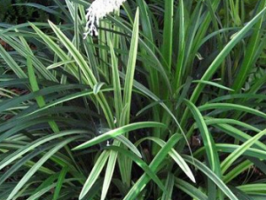 ����˿�Ĺ�Ч���� ����˿�ε�������