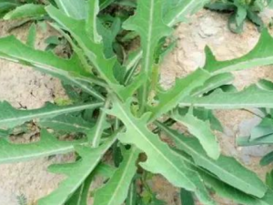 �������Щ��Ч ���������������