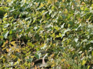 �����Ĺ�Ч���� �������������͵��ѽ��