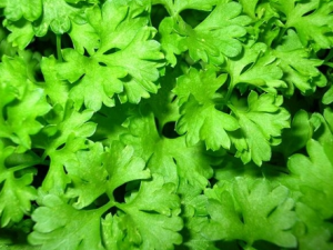 ����Ӧ��α��� ���������ķ���