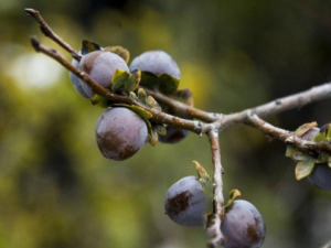 ��Ǩ�ӵĹ�Ч���� ��Ǩ�������ʷ���