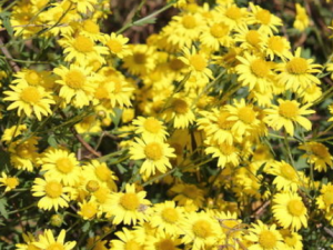 �ջ������Ĺ�Ч �ջ��������Ȱζ���Ӹ��