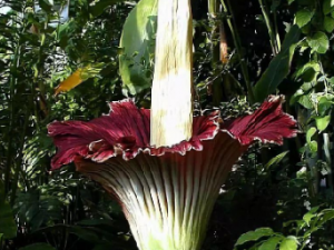 ���ǻ��Ĺ�Ч ���ǻ��ɰܶ�ɢ��