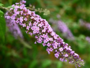 ��ҩ���Ĺ�Ч ��ҩ���η�ʪ��ʹ