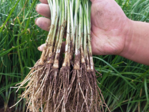 �¸�����Щ��Ч �¸��γ�״������ر�ʳ������