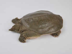 ��ҩ��׵Ĺ�Ч������ ��ҩ��׿����ȳ�������ɢ��