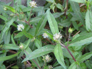 ҩīĹЧ ҩī̲ѪֹѪ