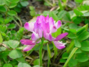 ��ҩ��������ɫ������ ��ҩ���ݵĺô�